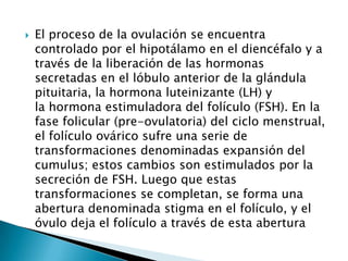    El proceso de la ovulación se encuentra
    controlado por el hipotálamo en el diencéfalo y a
    través de la liberación de las hormonas
    secretadas en el lóbulo anterior de la glándula
    pituitaria, la hormona luteinizante (LH) y
    la hormona estimuladora del folículo (FSH). En la
    fase folicular (pre-ovulatoria) del ciclo menstrual,
    el folículo ovárico sufre una serie de
    transformaciones denominadas expansión del
    cumulus; estos cambios son estimulados por la
    secreción de FSH. Luego que estas
    transformaciones se completan, se forma una
    abertura denominada stigma en el folículo, y el
    óvulo deja el folículo a través de esta abertura
 
