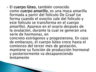    El cuerpo lúteo, también conocido
    como cuerpo amarillo, es una masa amarilla
    formada a partir del folículo De Graaf (se
    forma cuando el ovocito sale del foliculo y
    este folículo se transforma en el cuerpo
    amarillo). Aparece en el ovario después de
    la ovulación, durante la cual se generan una
    serie de hormonas, en
    concreto estrógenos y progesterona. En caso
    de embarazo, el cuerpo lúteo crece hasta el
    comienzo del tercer mes de gestación,
    mantiene su función de producción hormonal
    y posteriormente va desapareciendo
    lentamente
 