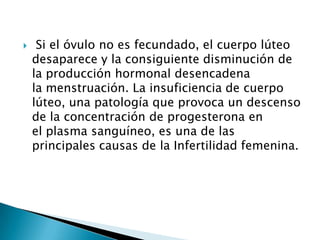     Si el óvulo no es fecundado, el cuerpo lúteo
    desaparece y la consiguiente disminución de
    la producción hormonal desencadena
    la menstruación. La insuficiencia de cuerpo
    lúteo, una patología que provoca un descenso
    de la concentración de progesterona en
    el plasma sanguíneo, es una de las
    principales causas de la Infertilidad femenina.
 