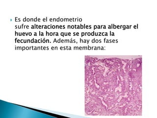    Es donde el endometrio
    sufre alteraciones notables para albergar el
    huevo a la hora que se produzca la
    fecundación. Además, hay dos fases
    importantes en esta membrana:
 