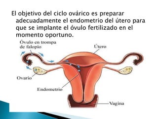 El objetivo del ciclo ovárico es preparar
  adecuadamente el endometrio del útero para
  que se implante el óvulo fertilizado en el
  momento oportuno.
 