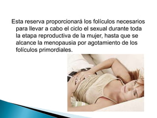 Esta reserva proporcionará los folículos necesarios
 para llevar a cabo el ciclo el sexual durante toda
 la etapa reproductiva de la mujer, hasta que se
 alcance la menopausia por agotamiento de los
 folículos primordiales.
 