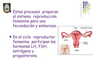    Estos procesos preparan
    al sistema reproducción
    femenino para una
    fecundación y embarazo.

   En el ciclo...