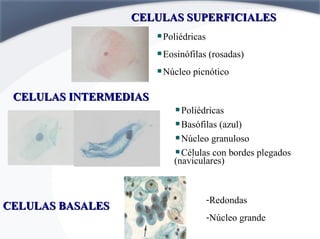 Ciclos femeninos | PPT