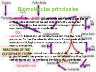 Biomoléculas principales
• Aminoácidos y proteínas: Las proteínas están compuestas por los
aminoácidos, dispuestos en una cadena lineal y unidos por
enlaces peptídicos. Las enzimas son proteínas que catalizan las
reacciones químicas en el metabolismo.
• Lípidos: Los lípidos son las biomoléculas que más diversidad
presentan. Su función estructural básica es formar parte de las
membranas biológicas como la membrana celular, o bien como
recurso energético.
• Carbohidratos: Los carbohidratos son aldehídos o cetonas con
grupos hidroxilo que pueden existir como cadenas o anillos. Los
carbohidratos son las moléculas biológicas más abundantes
 