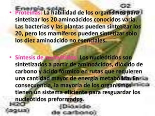 • Proteínas: La habilidad de los organismos para
sintetizar los 20 aminoácidos conocidos varía.
Las bacterias y las plantas pueden sintetizar los
20, pero los mamíferos pueden sintetizar solo
los diez aminoácido no esenciales.
• Síntesis de nucleótidos: Los nucleótidos son
sintetizados a partir de aminoácidos, dióxido de
carbono y ácido fórmico en rutas que requieren
una cantidad mayor de energía metabólica. En
consecuencia, la mayoría de los organismos
tienen un sistema eficiente para resguardar los
nucleótidos preformados.
 