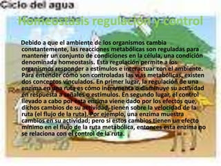 Homeostasis regulación y control
Debido a que el ambiente de los organismos cambia
constantemente, las reacciones metabólicas son reguladas para
mantener un conjunto de condiciones en la célula, una condición
denominada homeostasis. Esta regulación permite a los
organismos responder a estímulos e interactuar con el ambiente.
Para entender cómo son controladas las vías metabólicas, existen
dos conceptos vinculados. En primer lugar, la regulación de una
enzima en una ruta es cómo incrementa o disminuye su actividad
en respuesta a señales o estímulos. En segundo lugar, el control
llevado a cabo por esta enzima viene dado por los efectos que,
dichos cambios de su actividad, tienen sobre la velocidad de la
ruta (el flujo de la ruta). Por ejemplo, una enzima muestra
cambios en su actividad; pero si estos cambios tienen un efecto
mínimo en el flujo de la ruta metabólica, entonces esta enzima no
se relaciona con el control de la ruta.
 