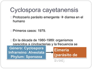 Cyclospora cayetanensis
Protozoario parásito emergente  diarrea en el
humano
Primeros casos: 1979.
En la década de 1980-1989: organismos
parecidos a cinobacterias y la frecuencia se
aumento con el SIDA.Género: Cyclospora
Infrarreino: Alveolata
Phylum: Sporozoa
Eimeria
(parásito de
aves)
 