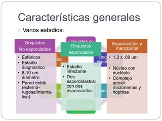 Características generales
Varios estadios:
Ooquistes no
esporulados
Ooquistes
esporulados
Esporozoítos
Esquizontes
Merozoítos
Gametos
Ooquistes
No esporulados
• Esféricos
• Estadio
diagnóstico
• 8-10 um
diámetro
• Pared doble
(externa-
rugosa/interna-
lisa)
Ooquistes
esporulados
• Estadio
infectante
• Dos
esporoblastos:
con dos
esporozoítos
Esporozoítos y
merozoítos
• 1.2 x .09 um
• Núcleo con
nucléolo
• Complejo
apical:
micronemas y
rioptrias
 