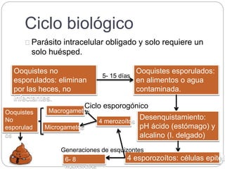 Ciclo biológico
Parásito intracelular obligado y solo requiere un
solo huésped.
Ooquistes no
esporulados: eliminan
por las heces, no
infectantes.
5- 15 días
Ooquistes esporulados:
en alimentos o agua
contaminada.
Desenquistamiento:
pH ácido (estómago) y
alcalino (I. delgado)
4 esporozoítos: células epiteli6- 8
merozoítos
4 merozoítos
Generaciones de esquizontes
Ciclo esporogónico
Microgametos
MacrogametosOoquistes
No
esporulad
os
 