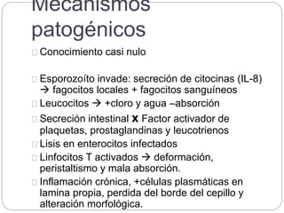 Mecanismos
patogénicos
Conocimiento casi nulo
Esporozoíto invade: secreción de citocinas (IL-8)
 fagocitos locales + fagocitos sanguíneos
Leucocitos  +cloro y agua –absorción
Secreción intestinal x Factor activador de
plaquetas, prostaglandinas y leucotrienos
Lisis en enterocitos infectados
Linfocitos T activados  deformación,
peristaltismo y mala absorción.
Inflamación crónica, +células plasmáticas en
lamina propia, perdida del borde del cepillo y
alteración morfológica.
 
