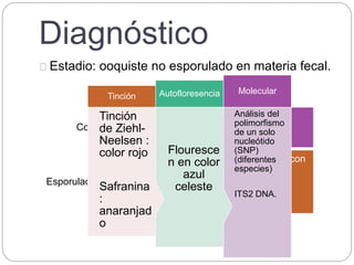 Diagnóstico
Estadio: ooquiste no esporulado en materia fecal.
Copro
• En fresco o de concentración
• Ooquistes: esféricos
• Difícil de observar
Esporulación
• La materia fecal se homogeinizan con
dicromato de potasio
• Incubar temperatura ambiente
• 5- 15 días. Ooquistes esporulados
Análisis del
polimorfismo
de un solo
nucleótido
(SNP)
(diferentes
especies)
ITS2 DNA.
Molecular
Flouresce
n en color
azul
celeste
Autofloresencia
Tinción
de Ziehl-
Neelsen :
color rojo
Safranina
:
anaranjad
o
Tinción
 