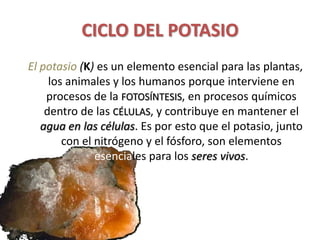 CICLO DEL POTASIO
El potasio (K) es un elemento esencial para las plantas,
los animales y los humanos porque interviene en
procesos de la FOTOSÍNTESIS, en procesos químicos
dentro de las CÉLULAS, y contribuye en mantener el
agua en las células. Es por esto que el potasio, junto
con el nitrógeno y el fósforo, son elementos
esenciales para los seres vivos.
 