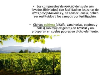 • Los compuestos de POTASIO del suelo son
lavados (lixiviados) con facilidad en las zonas de
altas precipitaciones y, en consecuencia, deben
ser restituidos a los campos por fertilización.
• Ciertos cultivos (alfalfa, zanahorias, pepinos y
coles) son muy exigentes en POTASIO y no
prosperan en suelos pobres en dicho elemento.
 