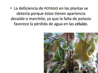 • La deficiencia de POTASIO en las plantas se
detecta porque éstas tienen apariencia
decaída o marchita, ya que la falta de potasio
favorece la pérdida de agua en las células.
 