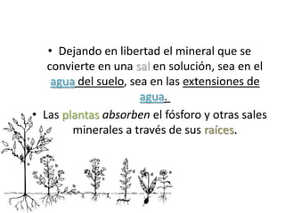 • Dejando en libertad el mineral que se
convierte en una sal en solución, sea en el
agua del suelo, sea en las extensiones de
agua.
• Las plantas absorben el fósforo y otras sales
minerales a través de sus raíces.
 