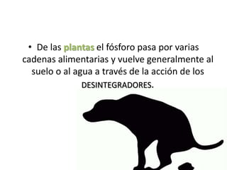 • De las plantas el fósforo pasa por varias
cadenas alimentarias y vuelve generalmente al
suelo o al agua a través de la acción de los
DESINTEGRADORES.
 