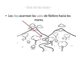 - fase de las rocas -
• Los ríos acarrean las sales de fósforo hacia los
mares.
 