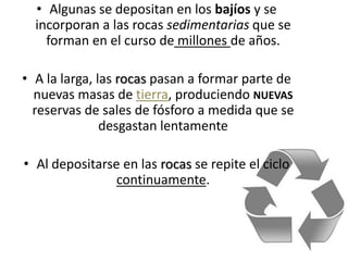 • Algunas se depositan en los bajíos y se
incorporan a las rocas sedimentarias que se
forman en el curso de millones de años.
• A la larga, las rocas pasan a formar parte de
nuevas masas de tierra, produciendo NUEVAS
reservas de sales de fósforo a medida que se
desgastan lentamente
• Al depositarse en las rocas se repite el ciclo
continuamente.
 