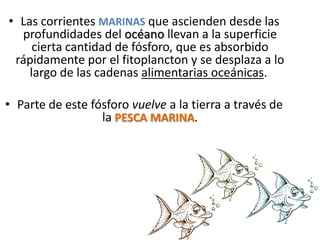 • Las corrientes MARINAS que ascienden desde las
profundidades del océano llevan a la superficie
cierta cantidad de fósforo, que es absorbido
rápidamente por el fitoplancton y se desplaza a lo
largo de las cadenas alimentarias oceánicas.
• Parte de este fósforo vuelve a la tierra a través de
la PESCA MARINA.
 
