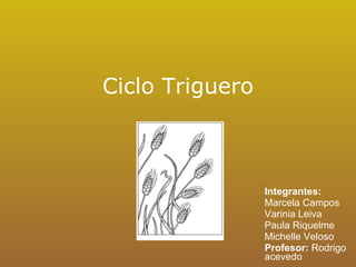 Ciclo Triguero Integrantes: Marcela Campos Varinia Leiva  Paula Riquelme Michelle Veloso Profesor:  Rodrigo acevedo 