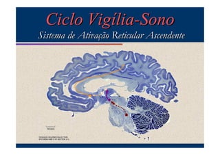 Ciclo Vigília-Sono
Sistema de Ativação Reticular Ascendente
 