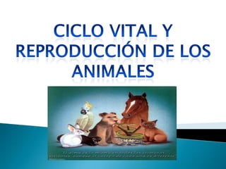 Ciclo vital y reproducción de los animales 