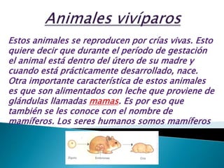 Animales vivíparosEstos animales se reproducen por crías vivas. Esto quiere decir que durante el período de gestación el animal está dentro del útero de su madre y cuando está prácticamente desarrollado, nace. Otra importante característica de estos animales es que son alimentados con leche que proviene de glándulas llamadas mamas. Es por eso que también se les conoce con el nombre de mamíferos. Los seres humanos somos mamíferos