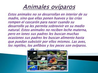 Animales ovíparosEstos animales no se desarrollan en interior de su madre, sino que ellas ponen huevos y las crías rompen el cascarón para nacer cuando su desarrollo ya les permita sobrevivir en su medio natural. Estos animales no reciben leche materna, pero en iones sus padres les buscan muchas ocasiones sus padres les buscan alimento hasta que puedan subsistir por ellos mismos. Las aves, los reptiles, los anfibios y los peces son ovíparos.