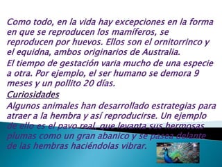Como todo, en la vida hay excepciones en la forma en que se reproducen los mamíferos, se reproducen por huevos. Ellos son el ornitorrinco y el equidna, ambos originarios de Australia.El tiempo de gestación varia mucho de una especie a otra. Por ejemplo, el ser humano se demora 9 meses y un pollito 20 días.CuriosidadesAlgunos animales han desarrollado estrategias para atraer a la hembra y así reproducirse. Un ejemplo de ello es el pavo real, que levanta sus hermosas plumas como un gran abanico y se pasea delante de las hembras haciéndolas vibrar.