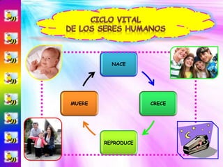 CICLO VITAL DE LOS SERES HUMANOS 