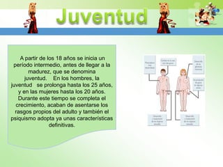 A partir de los 18 años se inicia un
 período intermedio, antes de llegar a la
        madurez, que se denomina
      juventud. En los hombres, la
juventud se prolonga hasta los 25 años,
   y en las mujeres hasta los 20 años.
   Durante este tiempo se completa el
  crecimiento, acaban de asentarse los
  rasgos propios del adulto y también el
psiquismo adopta ya unas características
                 definitivas.
 