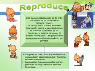 Esta clase de reproducción se da entre
        dos individuos de distinto sexo
               (hombre y mujer).
      La reproducción humana emplea la
   fecundación interna y su éxito depende
        de la acción coordinada de las
      hormonas, el sistema nervioso y el
   sistema reproductivo. Las gónadas son
   los órganos sexuales que producen los
                   gametos.




 Las gónadas masculinas son los testículos,
  que producen espermatozoides y hormonas
  sexuales masculinas.
 Las gónadas femeninas son los ovarios,
  producen óvulos y hormonas sexuales
  femeninas.
 