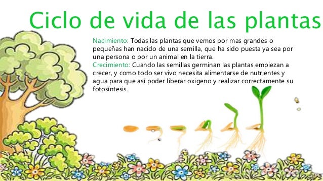 Ciclo vitales