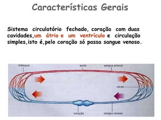 Sistema  circulatório  fechado, coração  com duas cavidades, um   átrio e  um  ventrículo  e  circulação simples,isto é,pelo coração só passa sangue venoso. Características Gerais 