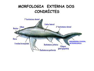 MORFOLOGIA  EXTERNA DOS  CONDRÍCTES NADADEIRA CAUDAL HETEROCERCA 