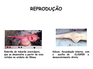 REPRODUÇÃO   Embrião de tubarão ovovivíparo, que se desenvolve a partir de ovos retidos no oviduto da fêmea  Diócos, fecundação interna  com o  auxílio  do  CLÁSPER  e desenvolvimento direto 