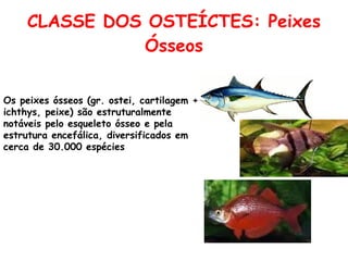 CLASSE DOS OSTEÍCTES: Peixes Ósseos Os peixes ósseos (gr. ostei, cartilagem + ichthys, peixe) são estruturalmente notáveis pelo esqueleto ósseo e pela estrutura encefálica, diversificados em cerca de 30.000 espécies   