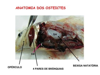 ANATOMIA DOS OSTEICTES OPÉRCULO 4 PARES DE BRÂNQUIAS BEXIGA NATATÓRIA 