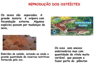 REPRODUÇÃO DOS OSTEÍCTES Embriões de salmão, notando-se ainda a grande quantidade de reservas nutritivas fornecida pelo ovo.  Os  sexos  são  separados.  A grande  maioria  é  ovípara com fecundação  externa.  Algumas espécies passam por mudanças de sexo,  Os ovos  sem anexos embrionários mas com quantidade de vitelo muito variável. que passam a fazer parte do  plâncton 