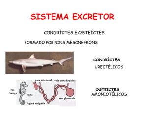 SISTEMA EXCRETOR   CONDRÍCTES E OSTEÍCTES OSTEICTES  AMONIOTÉLICOS CONDRÍCTES UREOTÉLICOS FORMADO POR RINS MESONEFRONS 