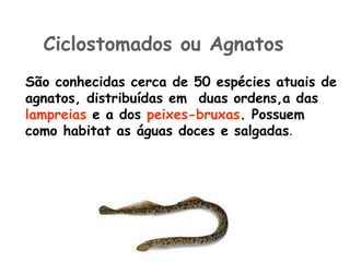 São conhecidas cerca de 50 espécies atuais de agnatos, distribuídas em  duas ordens,a das  lampreias  e a dos  peixes-bruxas . Possuem  como habitat as águas doces e salgadas .  Ciclostomados ou Agnatos 