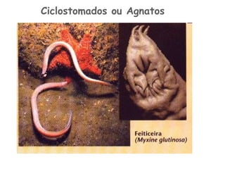 Ciclostomados ou Agnatos 