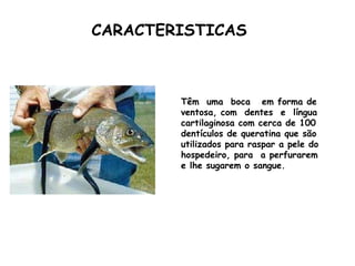 CARACTERISTICAS Têm  uma  boca  em forma de ventosa, com  dentes  e  língua cartilaginosa com cerca de 100 dentículos de queratina que são utilizados para raspar a pele do hospedeiro, para  a perfurarem e lhe sugarem o sangue.  