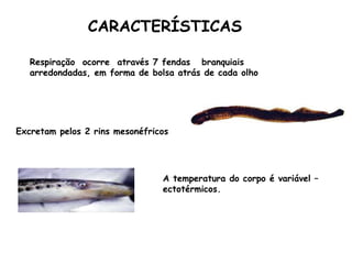 Respiração  ocorre  através 7 fendas  branquiais arredondadas, em forma de bolsa atrás de cada olho  Excretam pelos 2 rins mesonéfricos   A temperatura do corpo é variável – ectotérmicos.    CARACTERÍSTICAS 