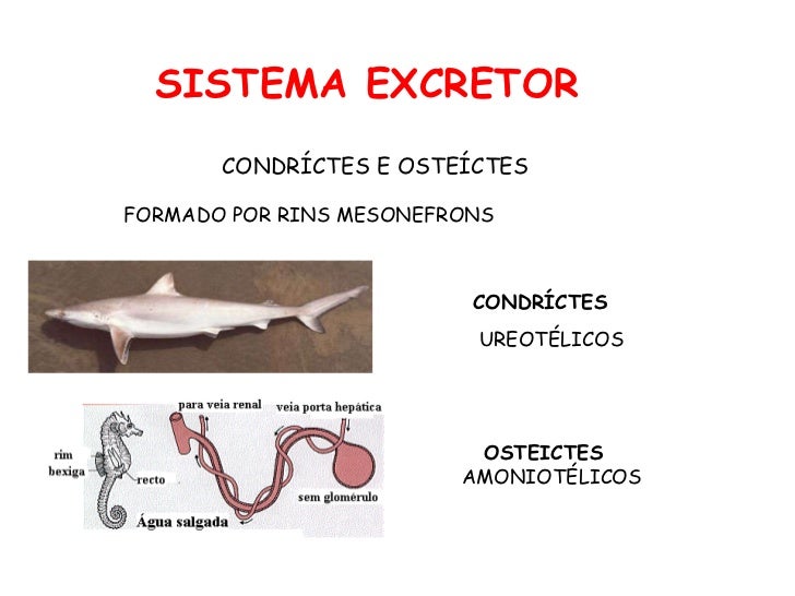 Resultado de imagem para sistema excretor dos peixes