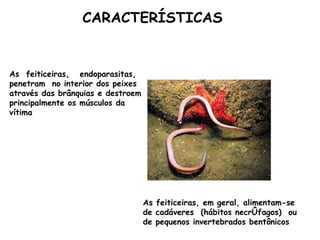 As  feiticeiras,  endoparasitas, penetram  no interior dos peixes através das brânquias e destroem principalmente os músculos da vítima  As feiticeiras, em geral, alimentam-se de cadáveres  (hábitos necrófagos)  ou de pequenos invertebrados bentônicos    CARACTERÍSTICAS 