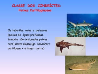 CLASSE  DOS  CONDRÍCTES: Peixes Cartilaginosos Os tubarões, raias  e  quimeras (peixes de  águas profundas,  também  são designados peixes rato) desta classe (gr.  chondros  =  cartilagem +  ichthys  = peixe) 
