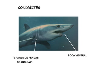 BOCA VENTRAL 5 PARES DE FENDAS  BRANQUIAIS CONDRÍCTES 