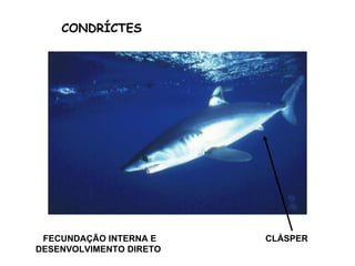CLÁSPER FECUNDAÇÃO INTERNA E DESENVOLVIMENTO DIRETO CONDRÍCTES 